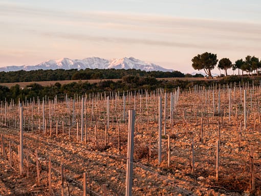 Rivesaltes, the secrets of its terroir