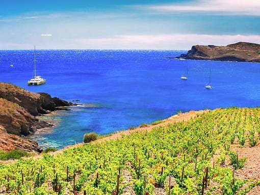Boat and Vineyard Tour